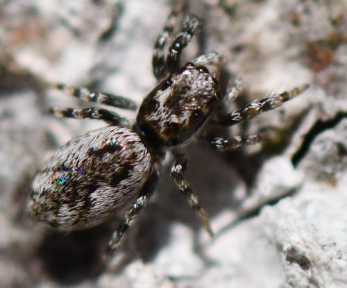 Salticus zebraneus